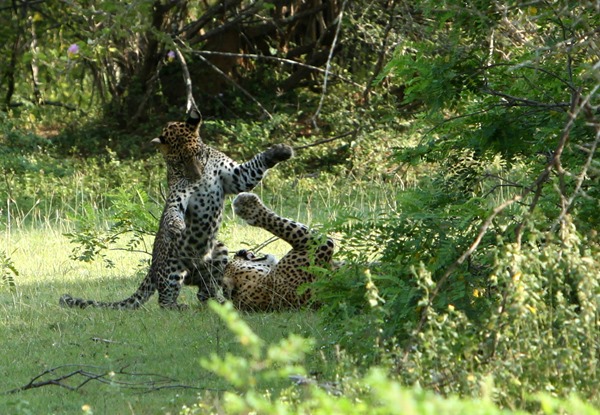 Noel Rodrigo’s Leopard Safaris