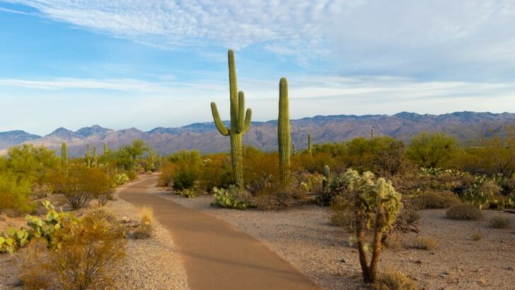 The 10 Best Parks in Tucson